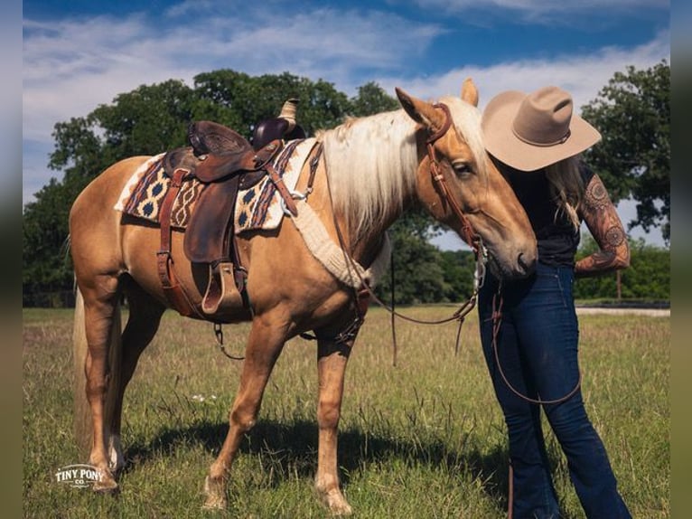 Draft Horse Mix Gelding 3 years Palomino in Jacksboro