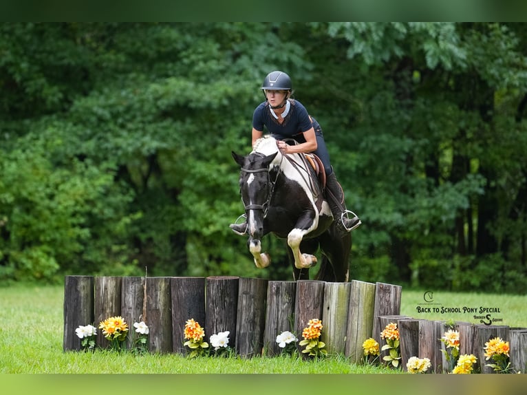 Draft Horse Mix Gelding 4 years 14,2 hh Pinto in Clover