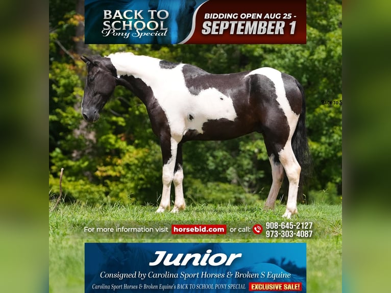 Draft Horse Mix Gelding 4 years 14,2 hh Pinto in Clover