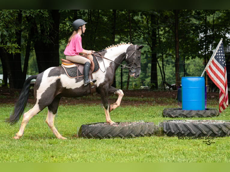 Draft Horse Mix Gelding 4 years 14,2 hh Pinto in Clover