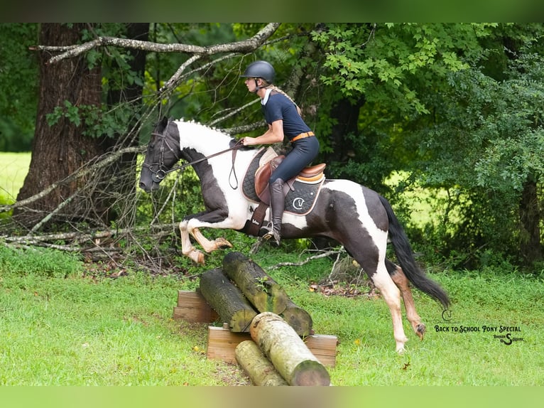 Draft Horse Mix Gelding 4 years 14,2 hh Pinto in Clover