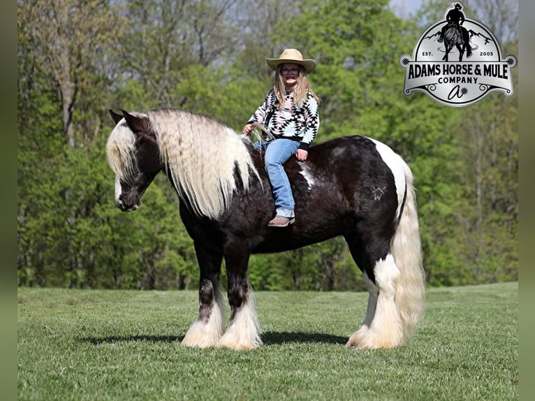 Draft Horse Gelding 4 years 14,2 hh in Mount Vernon KY