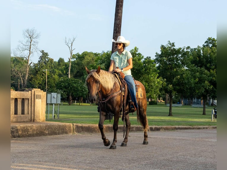 Draft Horse Gelding 4 years 14,3 hh Brown in Rusk TX