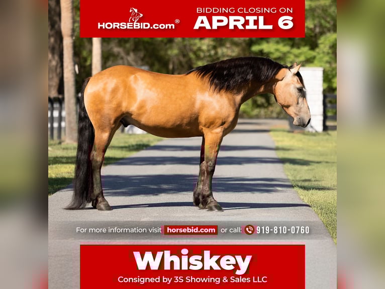 Draft Horse Mix Gelding 4 years 14.3 hh Buckskin in Ocala