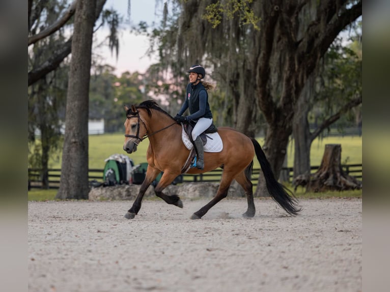 Draft Horse Mix Gelding 4 years 14.3 hh Buckskin in Ocala