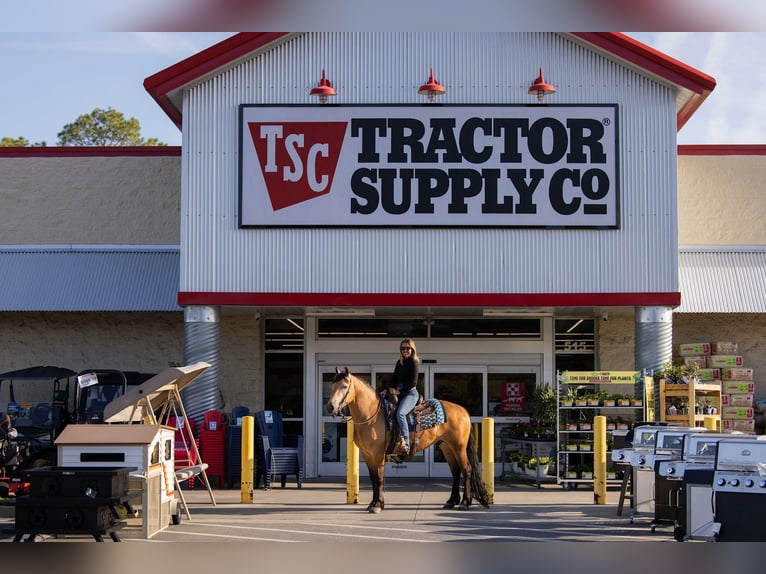 Draft Horse Mix Gelding 4 years 14.3 hh Buckskin in Ocala