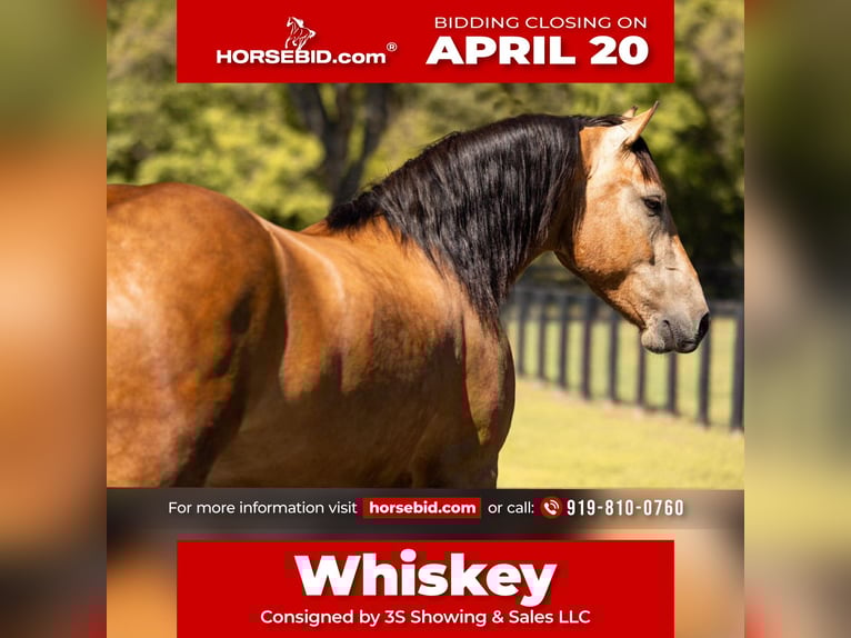 Draft Horse Mix Gelding 4 years 14.3 hh Buckskin in Ocala