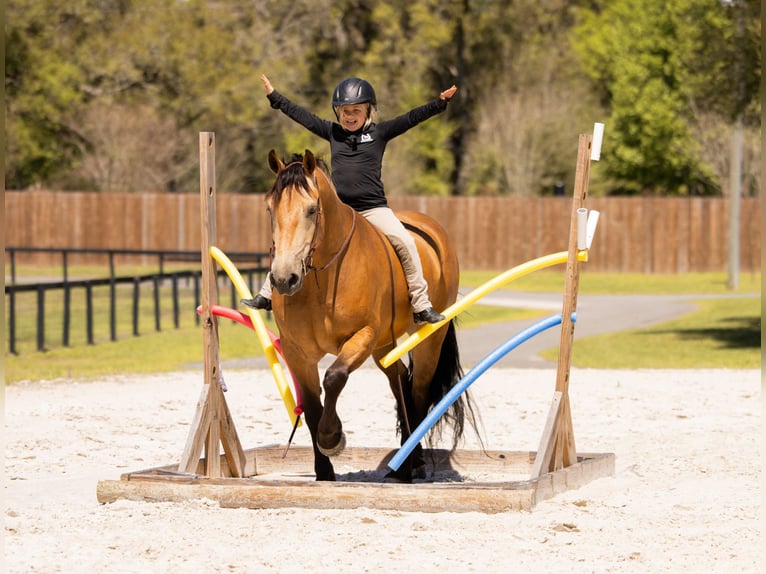 Draft Horse Mix Gelding 4 years 14.3 hh Buckskin in Ocala
