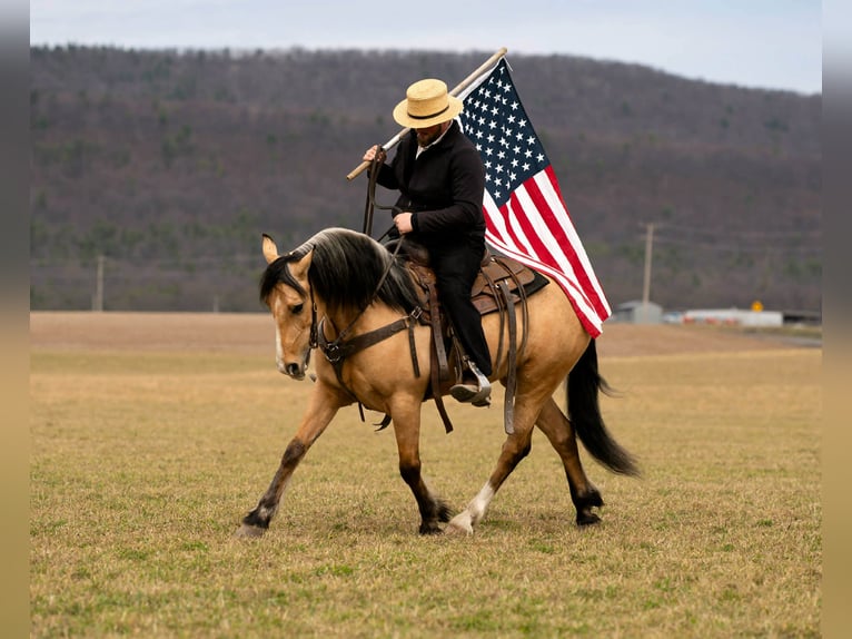 Draft Horse Mix Gelding 4 years 14.3 hh Buckskin in Rebersburg