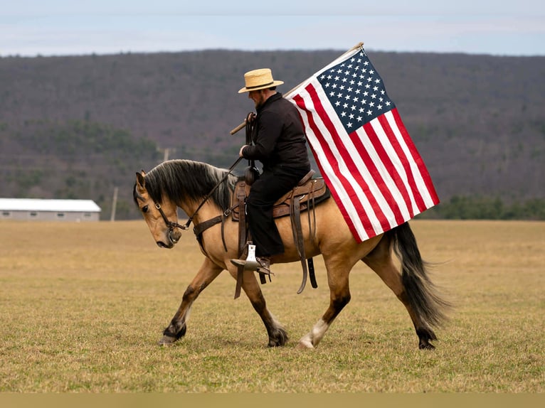 Draft Horse Mix Gelding 4 years 14.3 hh Buckskin in Rebersburg