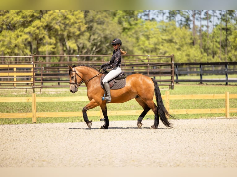 Draft Horse Mix Gelding 4 years 14,3 hh Buckskin in Ocala