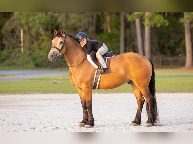 Draft Horse Mix Gelding 4 years 14,3 hh Buckskin in Ocala