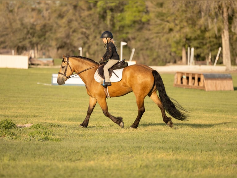 Draft Horse Mix Gelding 4 years 14,3 hh Buckskin in Ocala