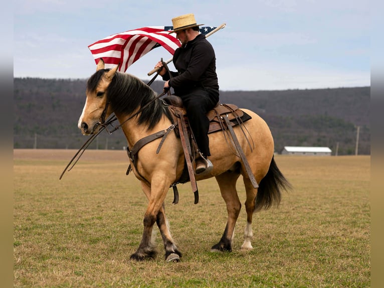 Draft Horse Mix Gelding 4 years 14,3 hh Buckskin in Rebersburg