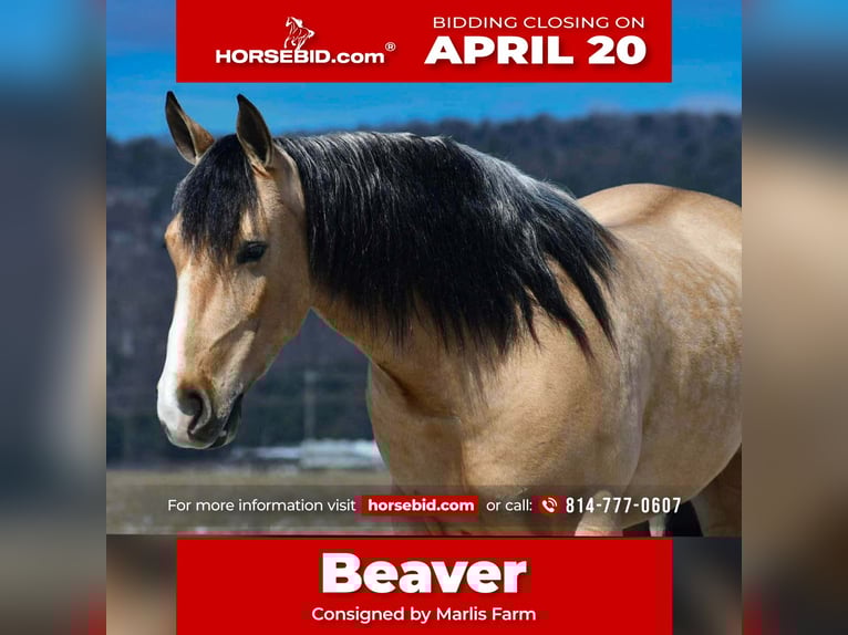 Draft Horse Mix Gelding 4 years 14,3 hh Buckskin in Rebersburg