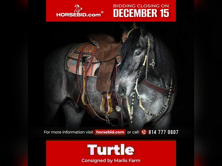 Draft Horse Mix Gelding 4 years 14,3 hh Roan-Blue in Rebersburg