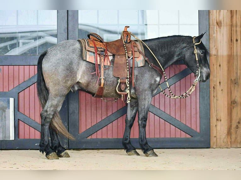 Draft Horse Mix Gelding 4 years 14,3 hh Roan-Blue in Rebersburg
