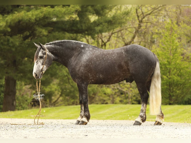 Draft Horse Mix Gelding 4 years 15.1 hh Grey-Dapple in Millersburg