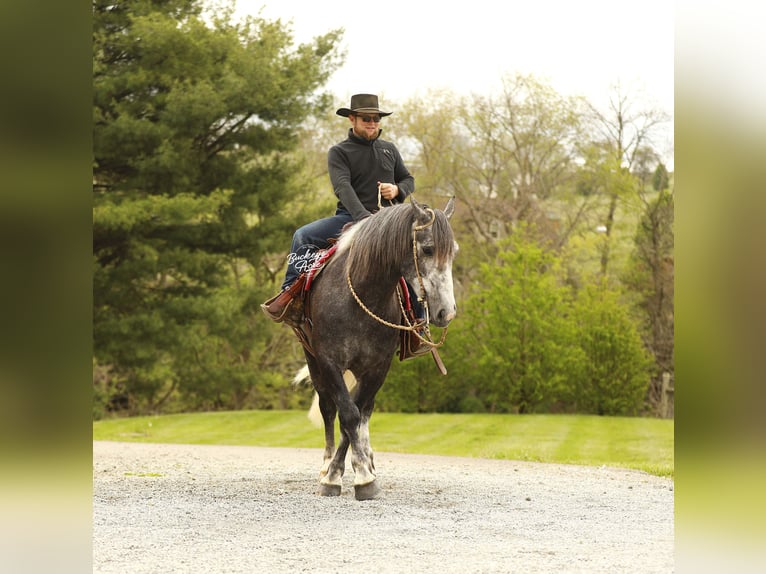 Draft Horse Mix Gelding 4 years 15.1 hh Grey-Dapple in Millersburg