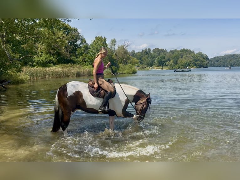 Draft Horse Mix Gelding 4 years 15,1 hh Pinto in Gap