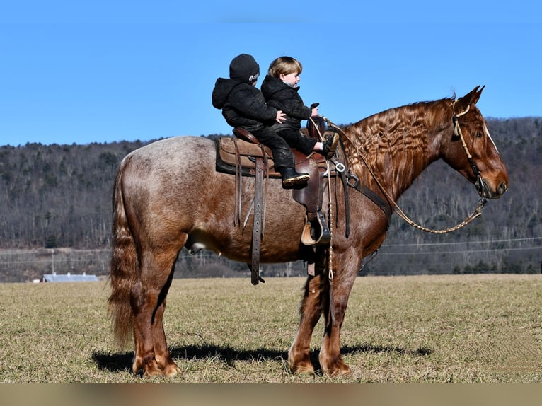 Draft Horse Mix Gelding 4 years 15,1 hh Roan-Red in Rebersburg, PA