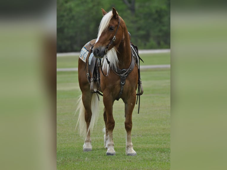 Draft Horse Mix Gelding 4 years 15.1 hh Sorrel in Amory