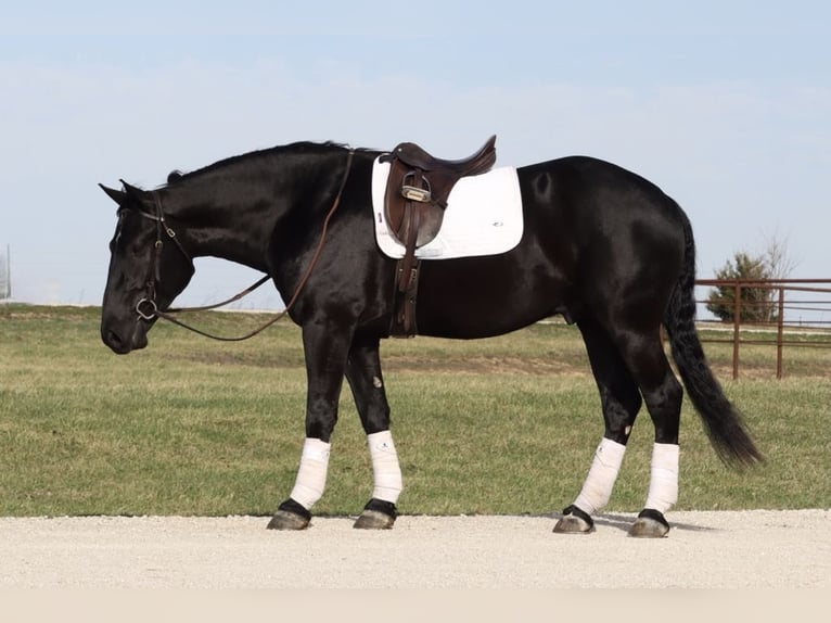 Draft Horse Mix Gelding 4 years 15,2 hh Black in Mount Vernon, MO