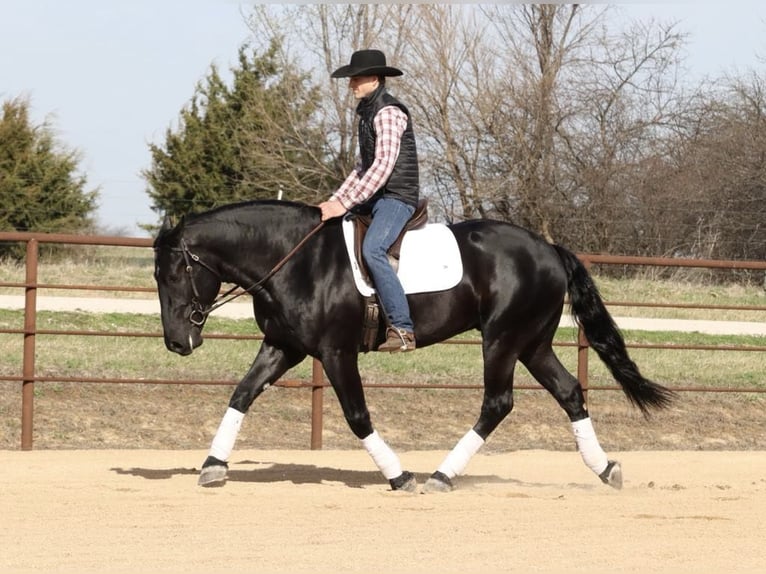 Draft Horse Mix Gelding 4 years 15,2 hh Black in Mount Vernon, MO