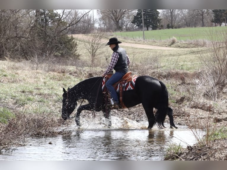 Draft Horse Mix Gelding 4 years 15,2 hh Black in Mount Vernon, MO