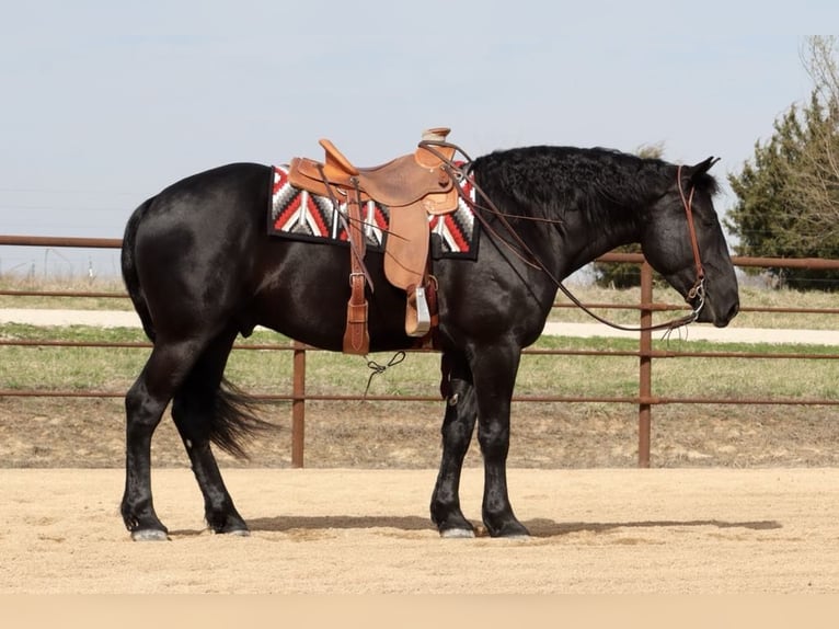 Draft Horse Mix Gelding 4 years 15,2 hh Black in Mount Vernon, MO