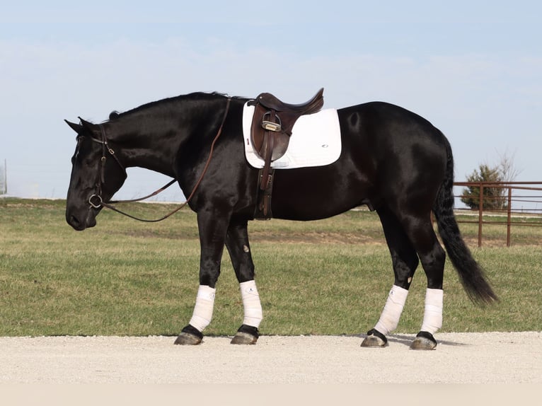 Draft Horse Mix Gelding 4 years 15,2 hh Black in Mount Vernon, MO