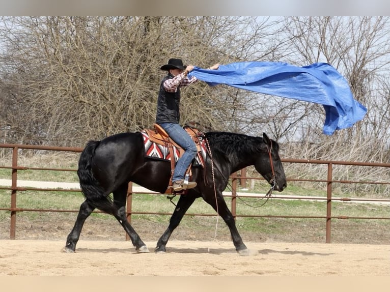 Draft Horse Mix Gelding 4 years 15,2 hh Black in Mount Vernon, MO