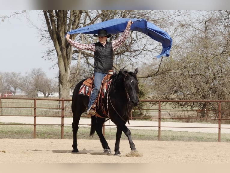 Draft Horse Mix Gelding 4 years 15,2 hh Black in Mount Vernon, MO