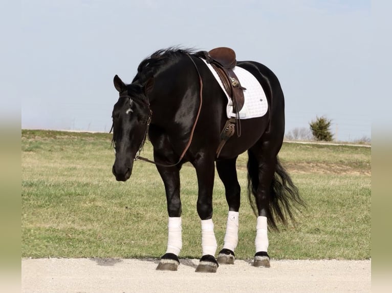Draft Horse Mix Gelding 4 years 15,2 hh Black in Mount Vernon, MO