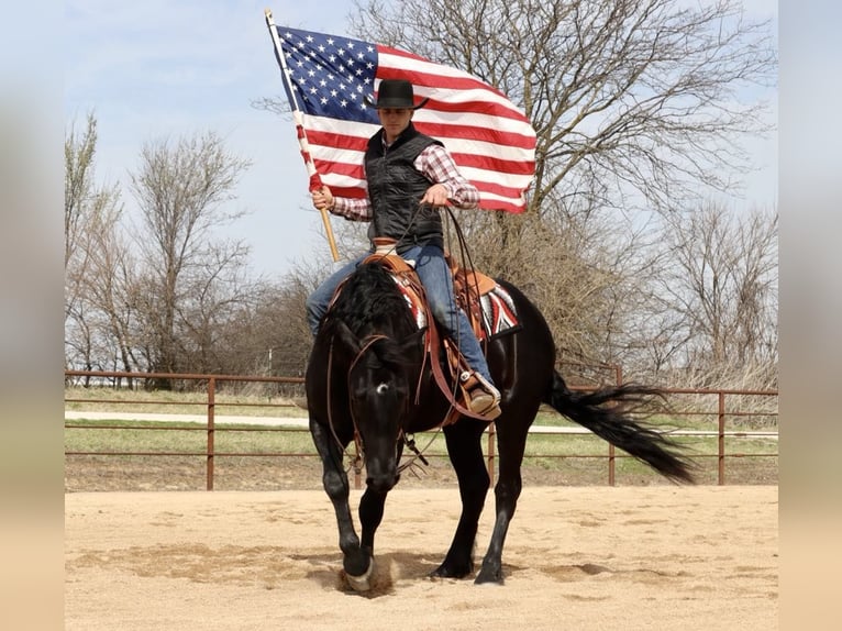 Draft Horse Mix Gelding 4 years 15,2 hh Black in Mount Vernon, MO