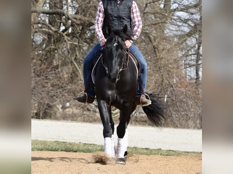 Draft Horse Mix Gelding 4 years 15,2 hh Black in Mount Vernon, MO