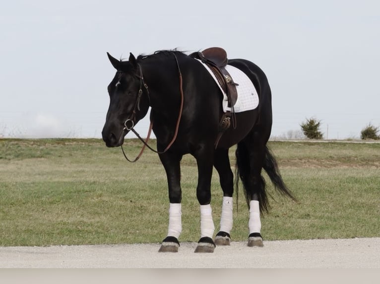 Draft Horse Mix Gelding 4 years 15,2 hh Black in Mount Vernon, MO