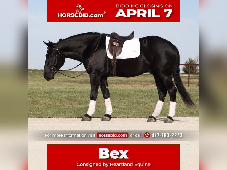 Draft Horse Mix Gelding 4 years 15,2 hh Black in Mount Vernon, MO