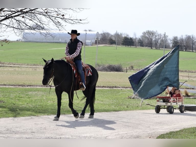 Draft Horse Mix Gelding 4 years 15,2 hh Black in Mount Vernon, MO