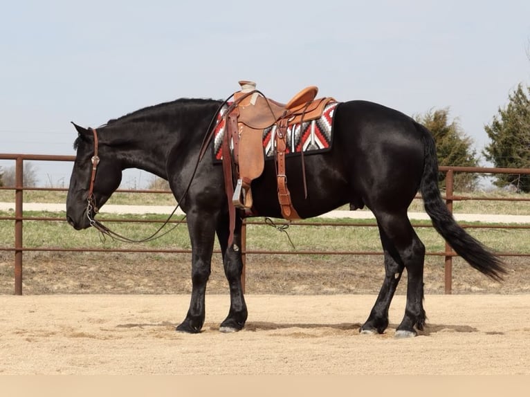 Draft Horse Mix Gelding 4 years 15,2 hh Black in Mount Vernon, MO