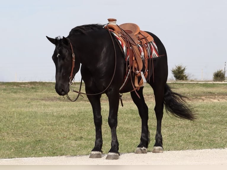 Draft Horse Mix Gelding 4 years 15,2 hh Black in Mount Vernon, MO