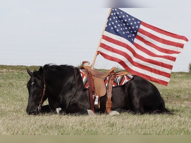 Draft Horse Mix Gelding 4 years 15,2 hh Black in Mount Vernon, MO