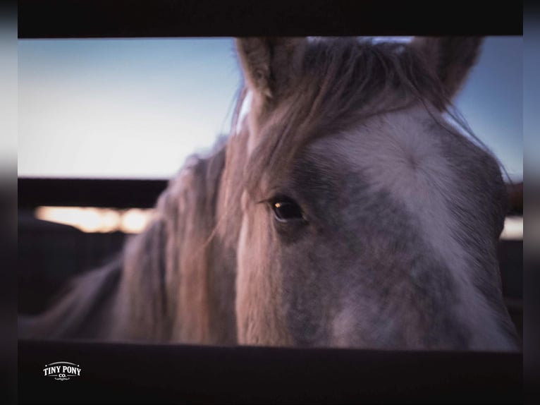 Draft Horse Gelding 4 years 15.2 hh Buckskin in Jacksboro
