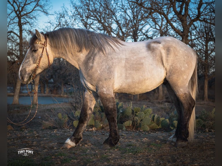 Draft Horse Gelding 4 years 15.2 hh Buckskin in Jacksboro