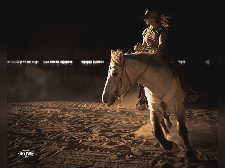 Draft Horse Gelding 4 years 15.2 hh Buckskin in Jacksboro