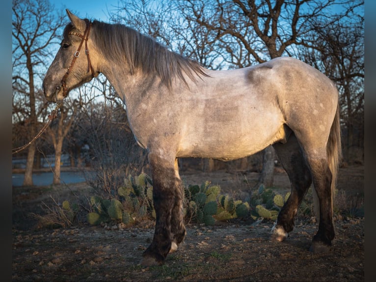 Draft Horse Gelding 4 years 15.2 hh Buckskin in Jacksboro