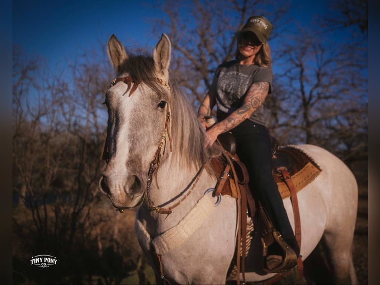 Draft Horse Gelding 4 years 15.2 hh Buckskin in Jacksboro