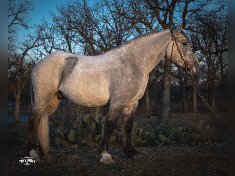 Draft Horse Gelding 4 years 15.2 hh Buckskin in Jacksboro