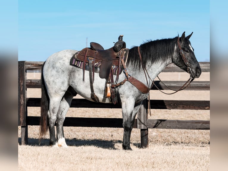 Draft Horse Mix Gelding 4 years 15,2 hh Roan-Blue in Sullivan, IL