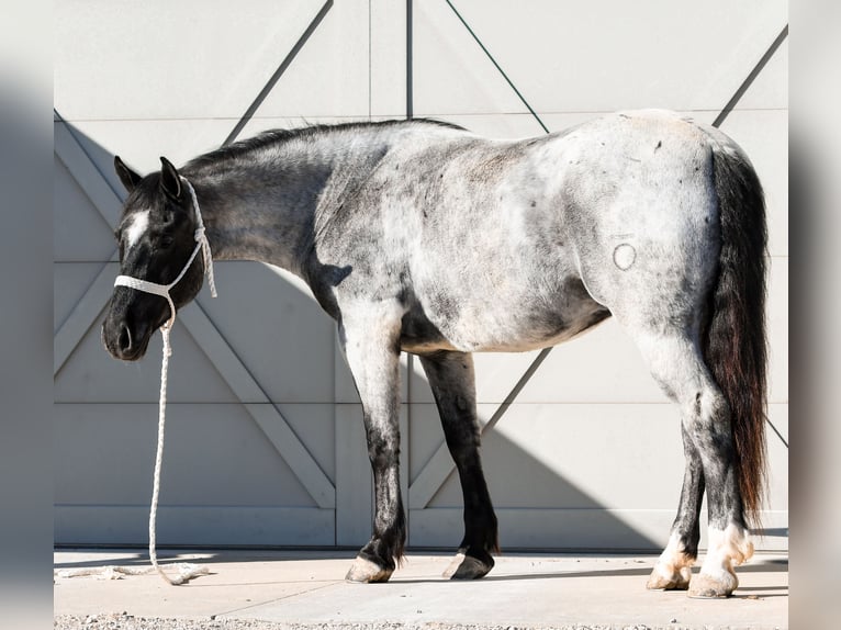 Draft Horse Mix Gelding 4 years 15,2 hh Roan-Blue in Sullivan, IL